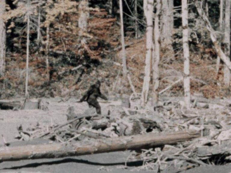 Bigfoot